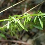 Anarrhinum bellidifolium List