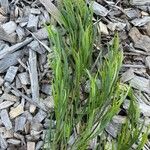 Acacia cognata Fuelha