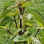 Ocimum americanum Хабит
