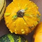 Cucurbita maxima Фрукт