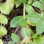 Veronica officinalis Leaf