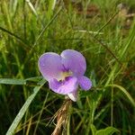 Vigna vexillata Blomma