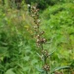 Artemisia vulgarisFlor