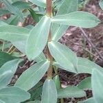 Euphorbia portulacoides Leaf