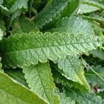 Stachys ossetica Otro