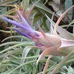 Tillandsia hondurensis Flor