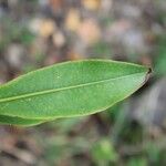 Foetidia mauritiana ᱥᱟᱠᱟᱢ