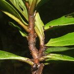 Hymenandra sordida Casca