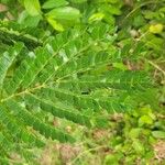 Albizia adianthifolia Delienn