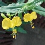 Commelina erecta Flor