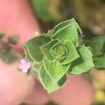 Ziziphora hispanica Hoja