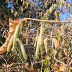 Corylus americana Kukka