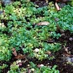 Veronica serpyllifolia Hábito