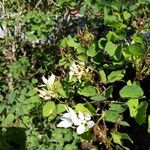 Bauhinia lunarioides Blatt