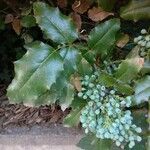 Berberis aquifolium ফল