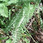 Achillea crithmifolia Ліст