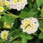 Lantana canescens Flor