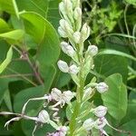 Himantoglossum adriaticum Flower