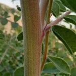 Astragalus alopecuroides Bark