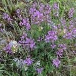 Polygala nicaeensis Прочее