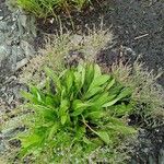 Limonium carolinianum Habit