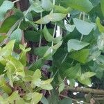 Eucalyptus globulus Лист