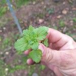 Veronica agrestis Leaf