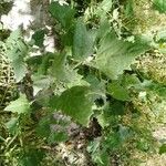 Atriplex sagittata Leaf