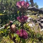 Gentiana pannonica Blüte