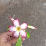 Adenium multiflorum Virág