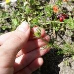 Matricaria chamomilla Листок