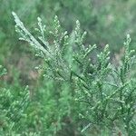 Cupressus lusitanica Ліст