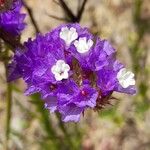 Limonium sinuatum Flower