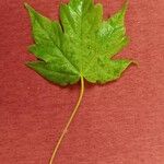 Acer hyrcanum Leaf