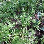 Galium aparineLeaf