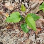 Brunnichia ovata Frunză