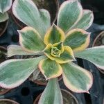 Aeonium decorum 葉