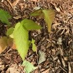 Triosteum perfoliatum 葉