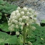 Angelica sylvestrisFlower