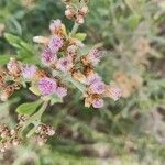 Tessaria absinthioides Flor