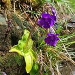 Pinguicula grandiflora Кветка