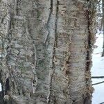 Betula alleghaniensis Kôra