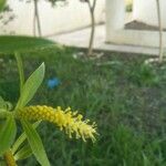 Salix babylonica Flower