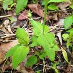 Collinsia verna Liść