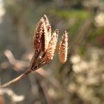 Chaerophyllum nodosum Ffrwyth