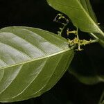 Myriopus maculatus Flor