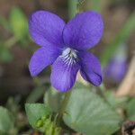 Viola anagae Flower