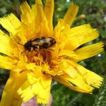 Leontodon hispidus Fiore