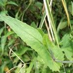 Emilia sonchifolia Leaf