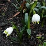 Leucojum vernum ശീലം